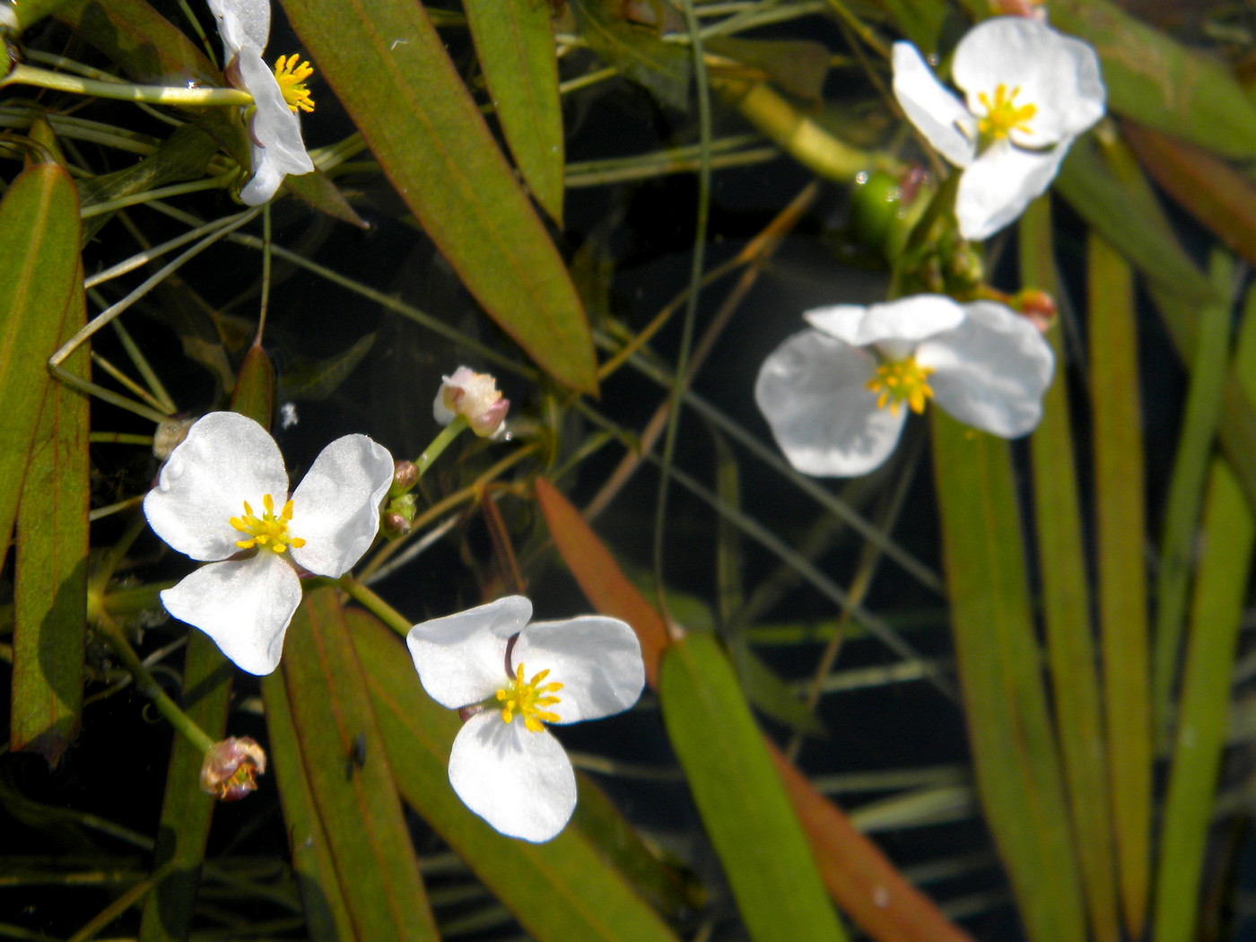 Image of Sagittaria natans specimen.