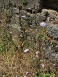 Knautia integrifolia ssp. urvillei