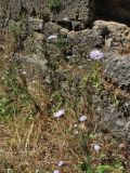 Knautia integrifolia subspecies urvillei. Верхушка цветущего растения. Греция, о. Родос, г. Родос, Родосская крепость (Дворец великих магистров), на газоне. 8 мая 2011 г.