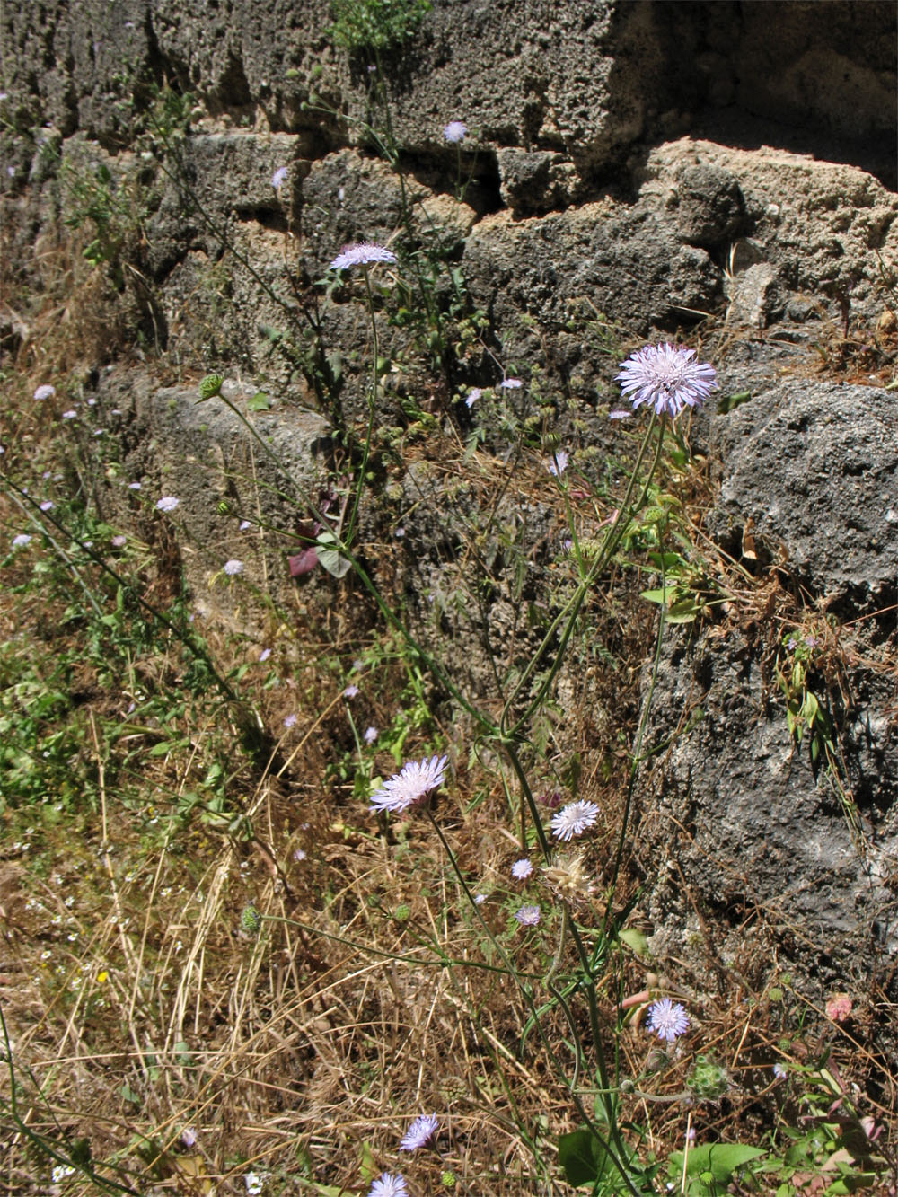 Image of Knautia integrifolia ssp. urvillei specimen.