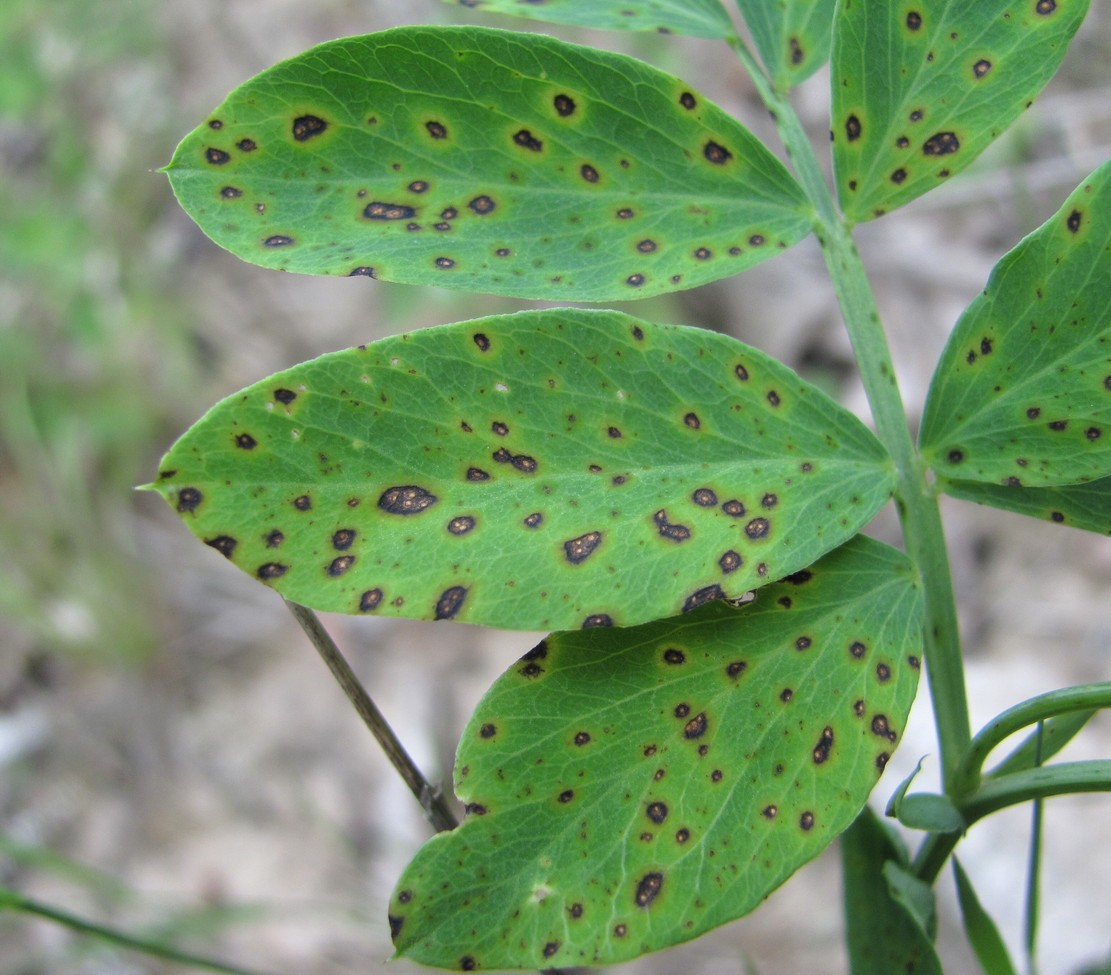 Image of Lathyrus niger specimen.