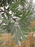 Crataegus orientalis