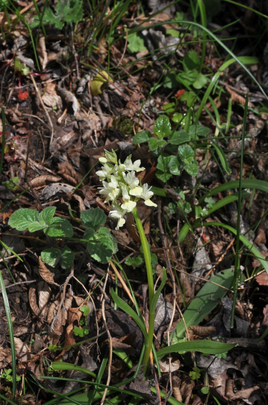 Image of Dactylorhiza romana ssp. georgica specimen.