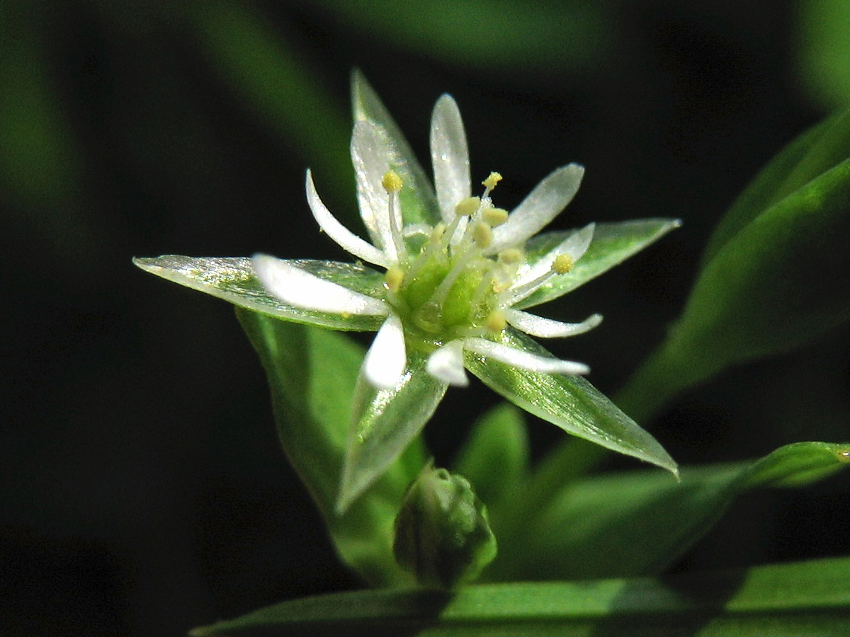 Image of Stellaria alsine specimen.