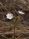 Trientalis europaea