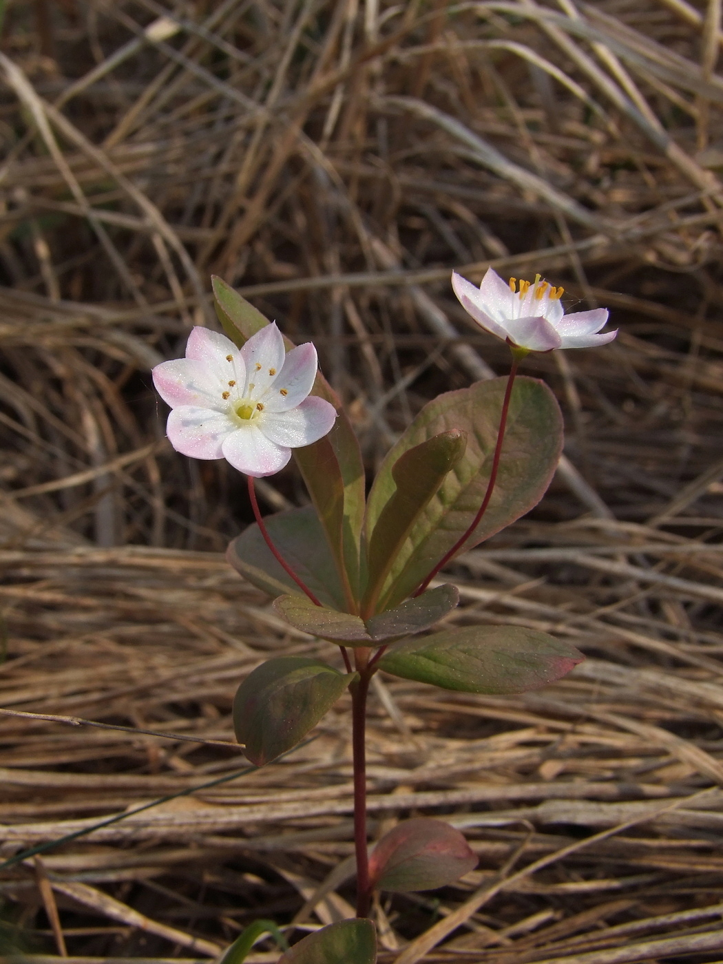 Изображение особи Trientalis europaea.