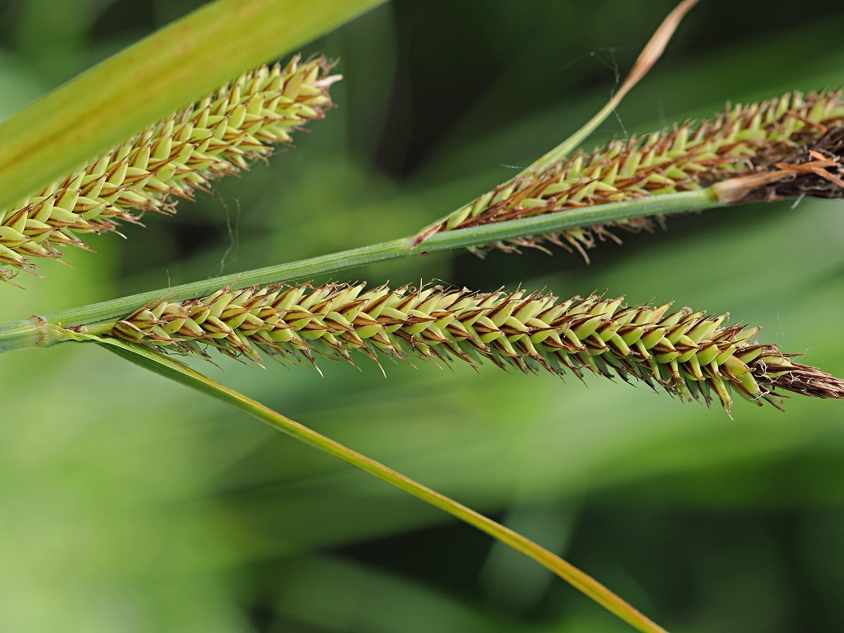 Изображение особи Carex acutiformis.