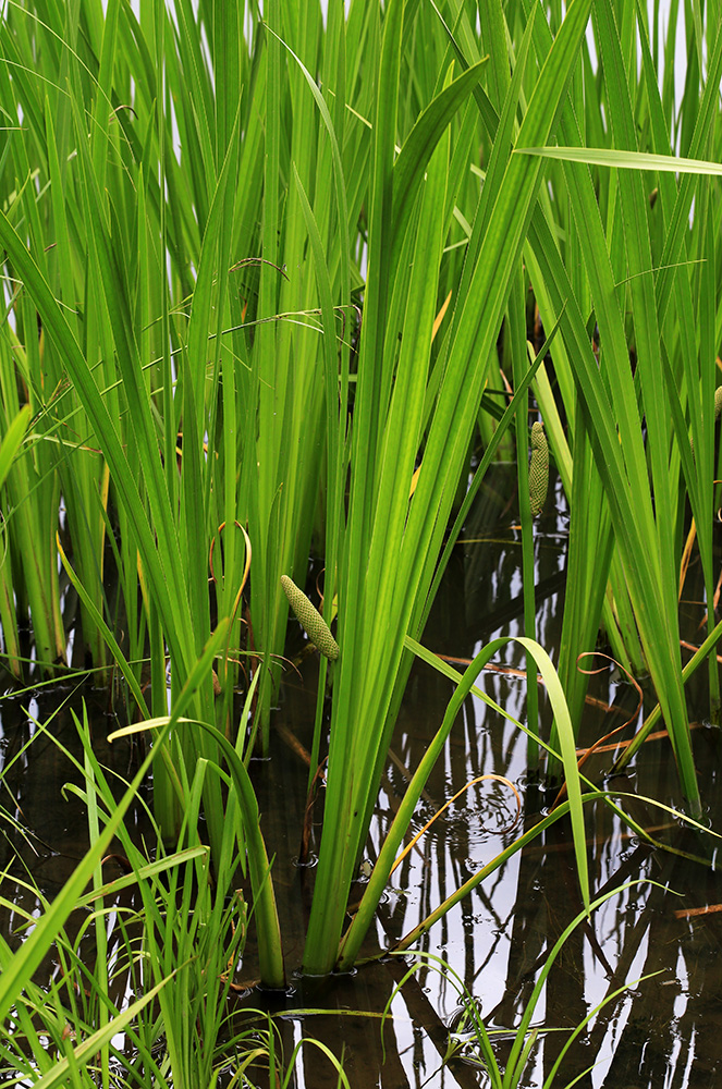 Image of Acorus calamus specimen.