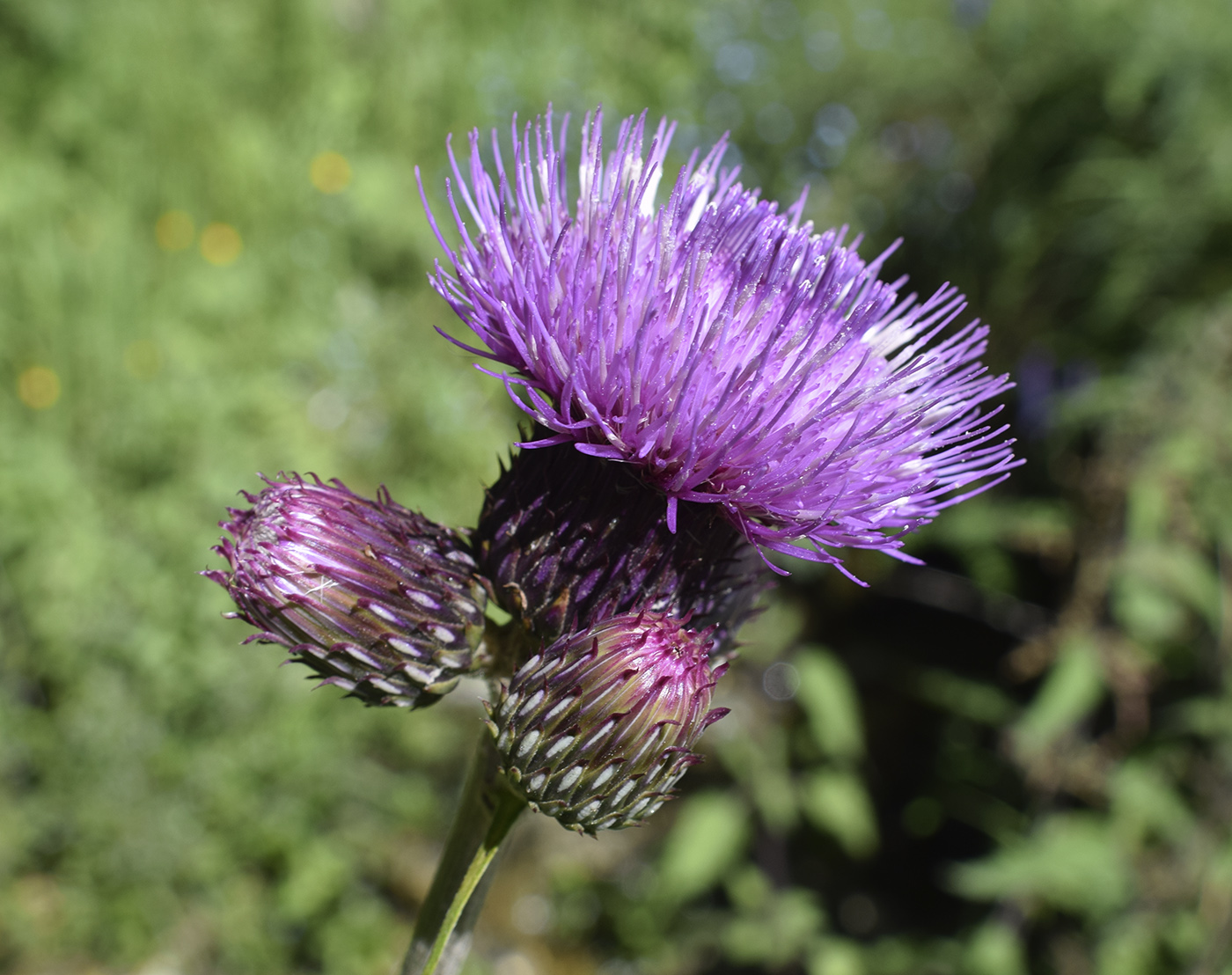 Изображение особи Cirsium rivulare.