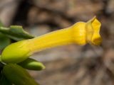 Nicotiana glauca. Цветок. Греция, Эгейское море, о. Сирос, пос. Манна (Μάννα), обочина автодороги, рядом с автосервисом. 26.04.2021.