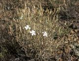 Dianthus ramosissimus