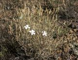 Dianthus ramosissimus