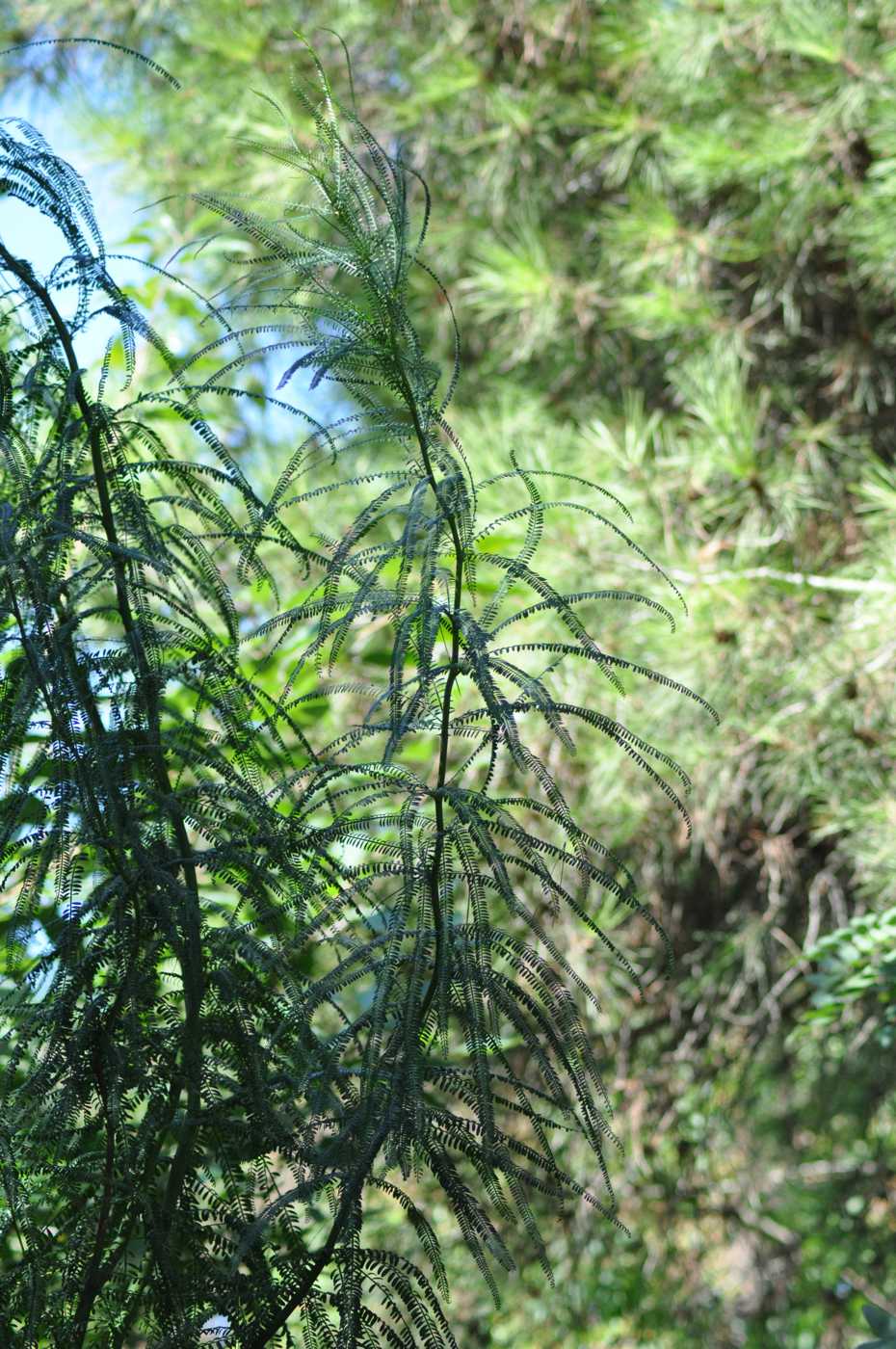 Image of Parkinsonia aculeata specimen.