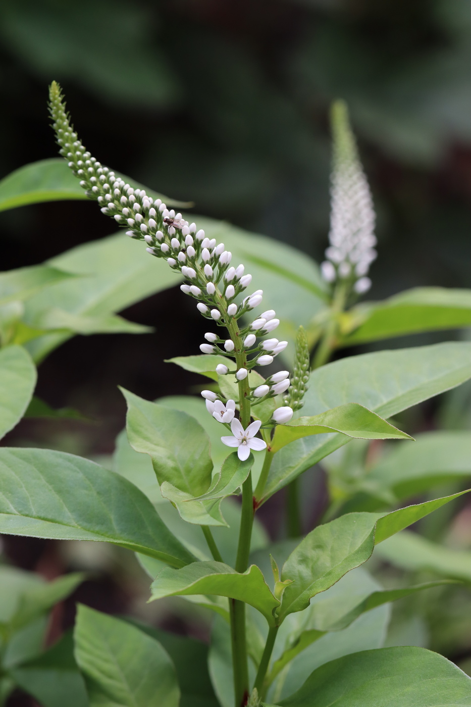 Image of Lysimachia clethroides specimen.