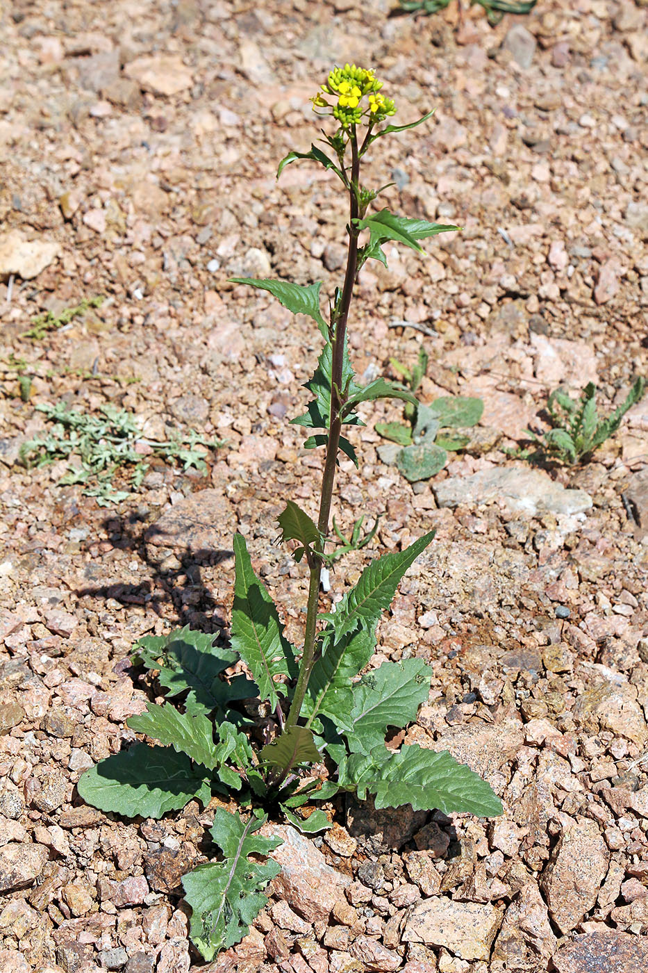 Image of Sisymbrium loeselii specimen.