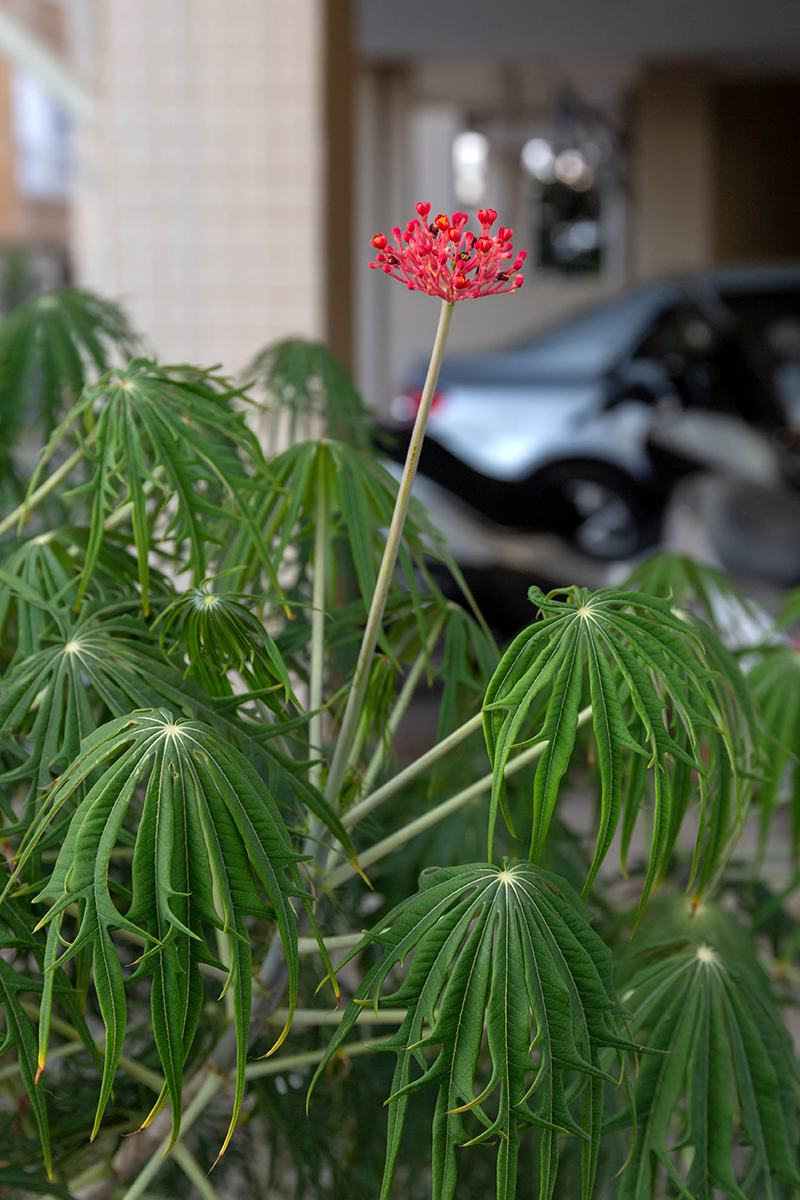 Image of Jatropha multifida specimen.