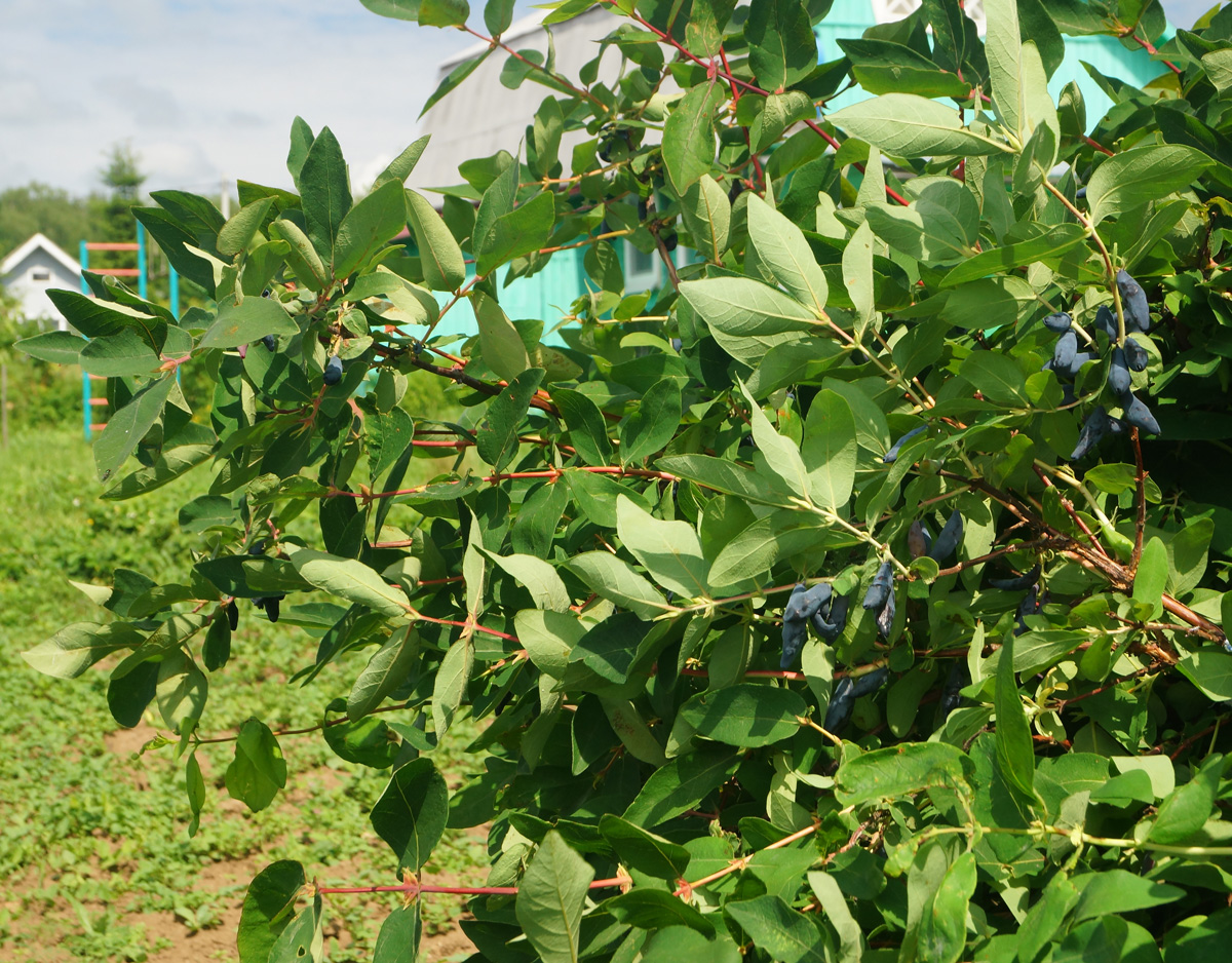 Image of Lonicera edulis specimen.