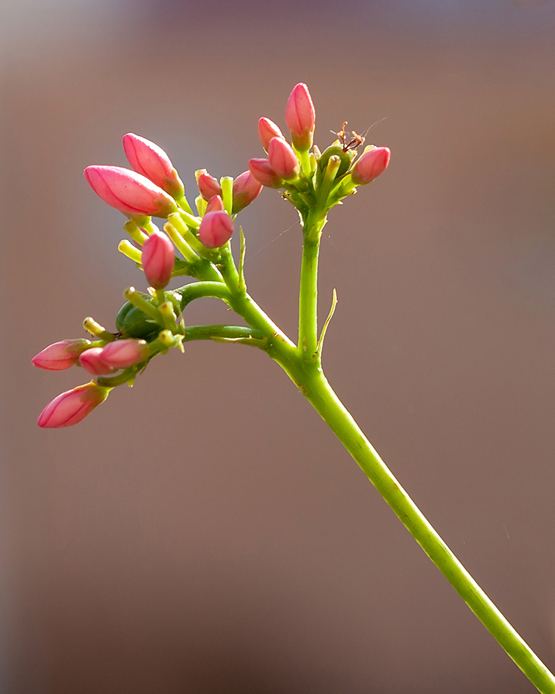 Image of Jatropha integerrima specimen.