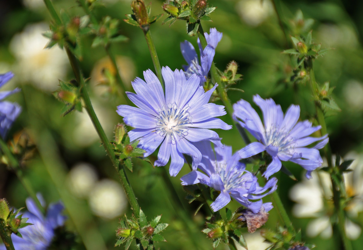 Image of Cichorium intybus specimen.