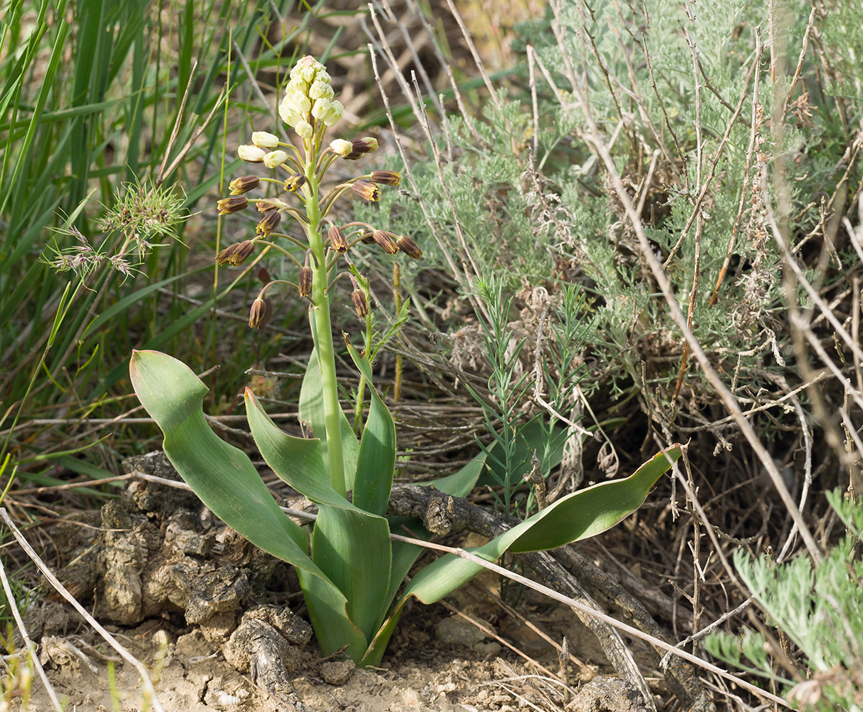 Image of Bellevalia sarmatica specimen.