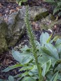 род Dactylorhiza
