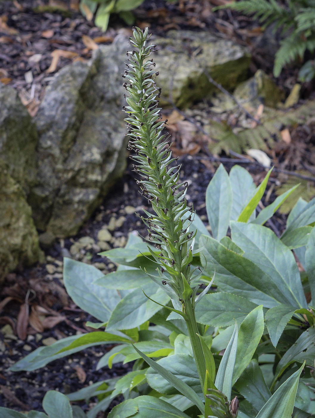 Изображение особи род Dactylorhiza.