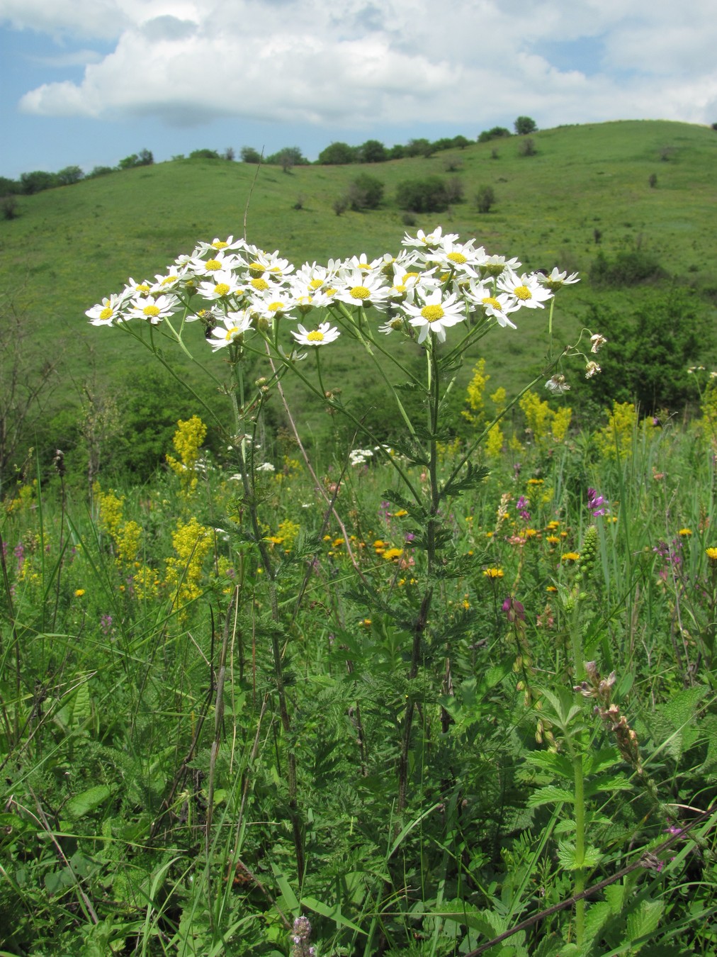 Изображение особи Pyrethrum corymbosum.