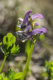 Corydalis conorhiza. Соцветие. Краснодарский край, Кавказский биосферный заповедник, окр. пер. Аишха, субальпийский луг, на месте недавно сошедшего снежника. 20.07.2021.