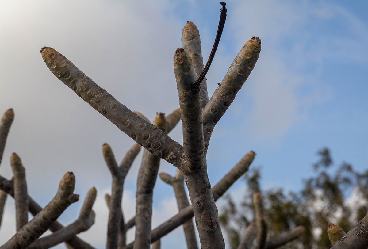 Image of genus Plumeria specimen.