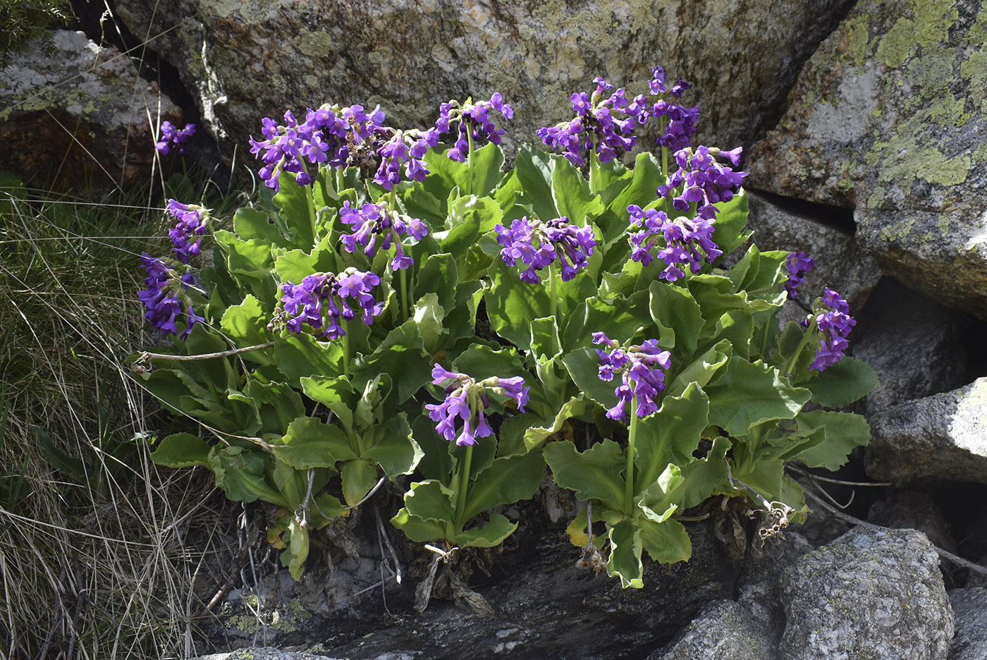 Image of Primula latifolia specimen.