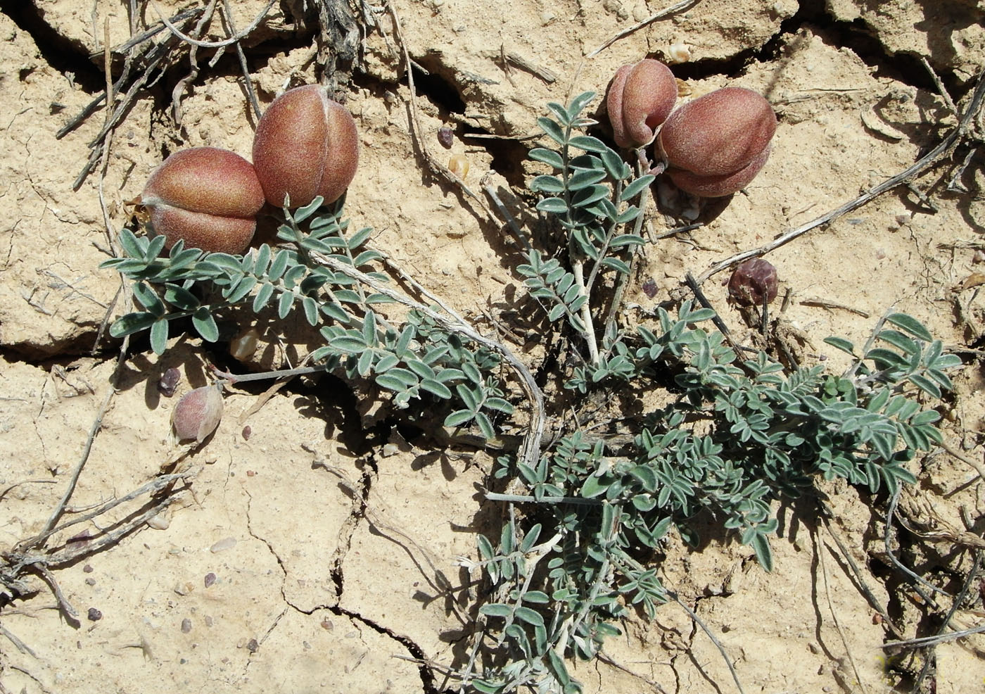 Image of genus Astragalus specimen.