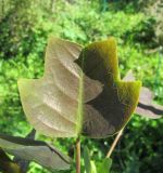 Liriodendron chinense