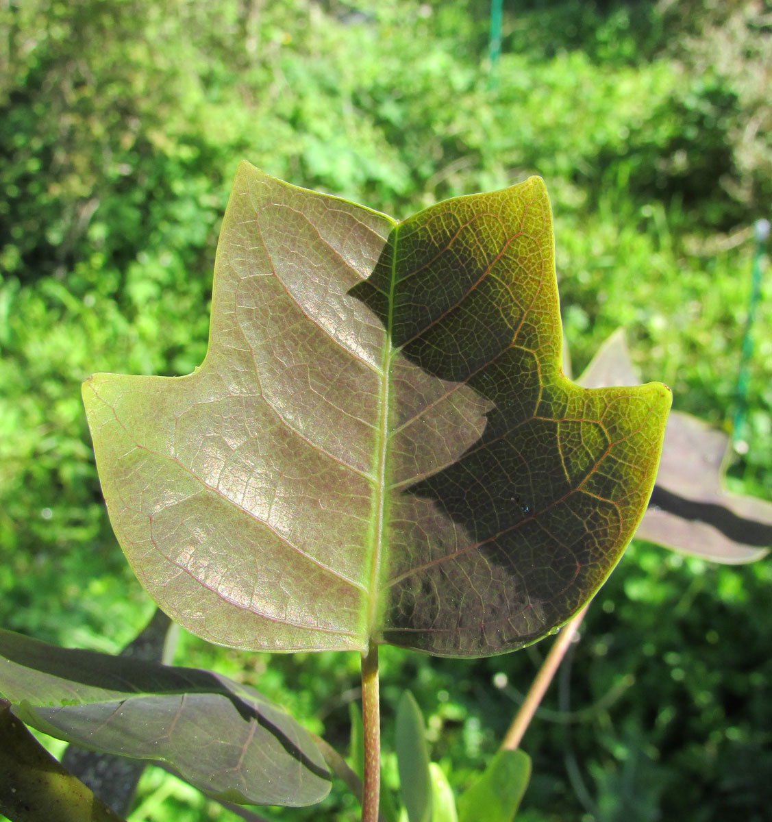 Изображение особи Liriodendron chinense.