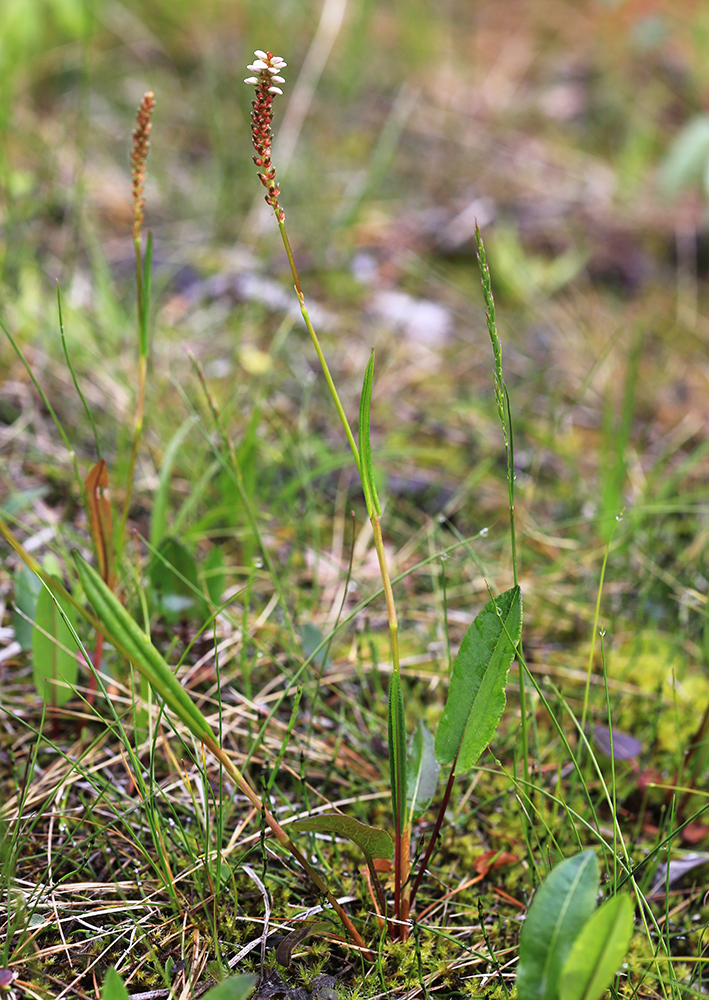 Image of Bistorta vivipara specimen.