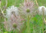 Pulsatilla cernua. Плоды. Приморский край, окр. г. Уссурийск. 18.05.2008.