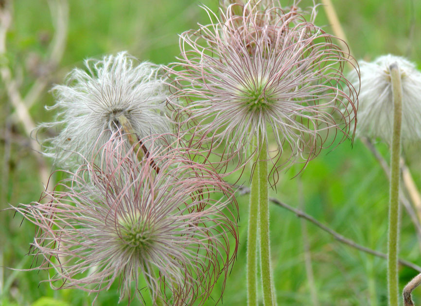 Image of Pulsatilla cernua specimen.