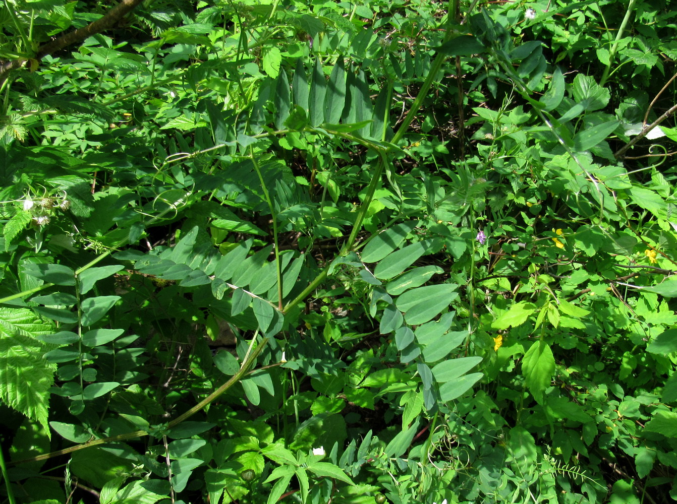 Image of Vicia lilacina specimen.