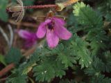 род Erodium