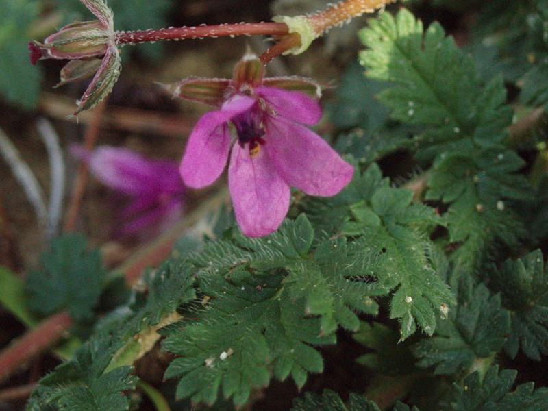 Image of genus Erodium specimen.