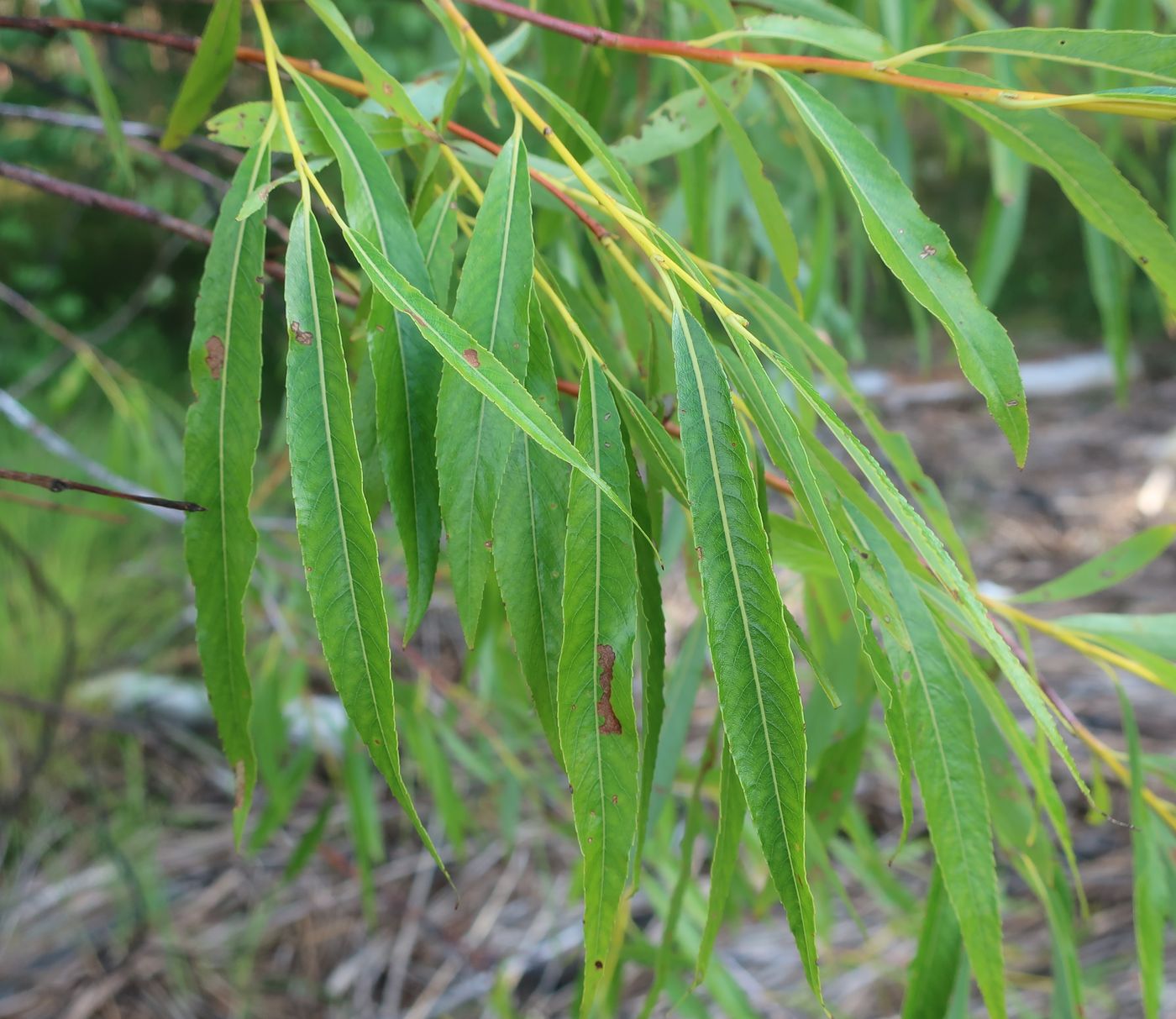 Image of Salix acutifolia specimen.