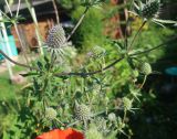 Eryngium planum. Побеги с соцветиями. Тверская обл., Весьегонск, в культуре. 23 июля 2022 г.