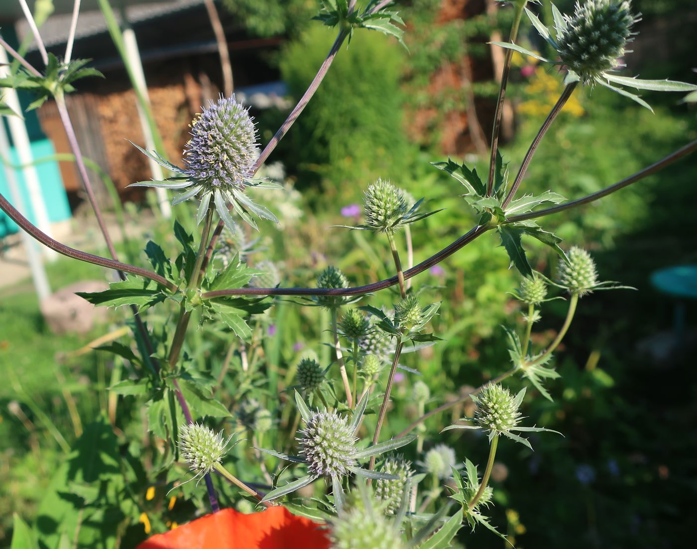 Image of Eryngium planum specimen.