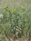 Euphorbia virgata