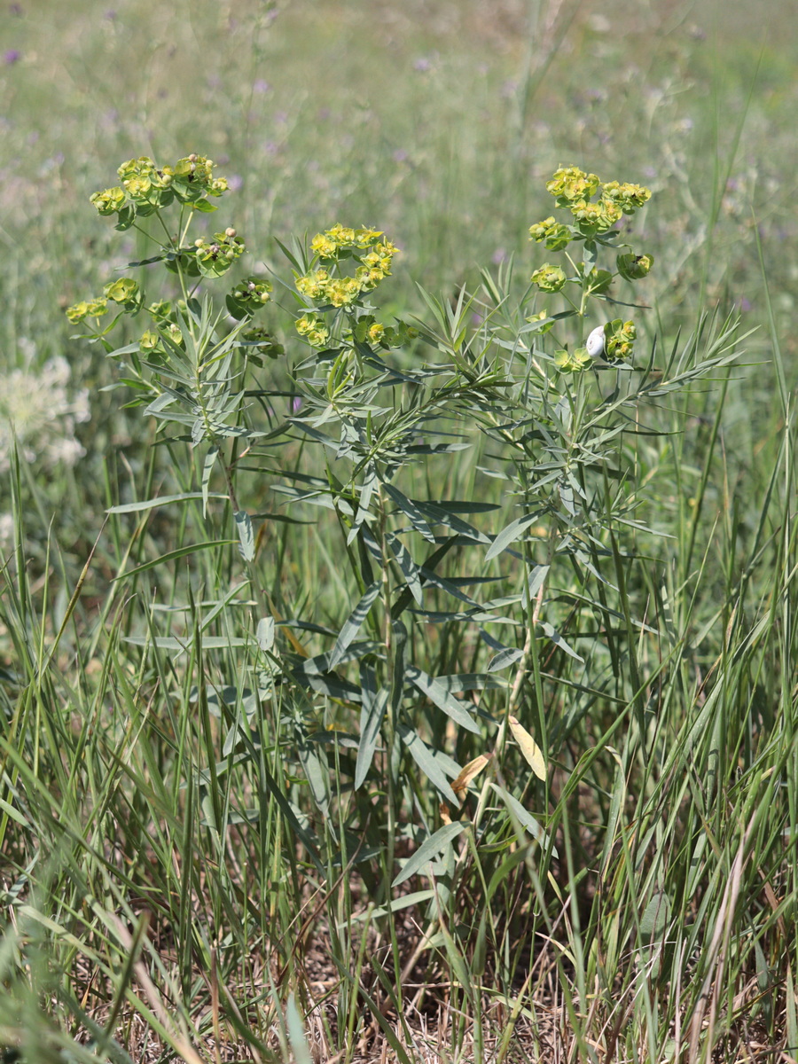 Изображение особи Euphorbia virgata.