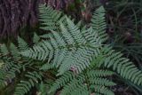 Pteridium pinetorum