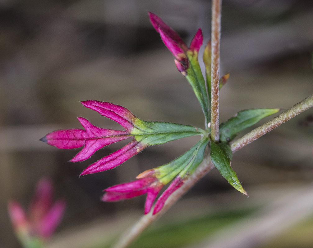 Изображение особи Potentilla argentea.