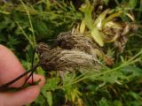 Cirsium setosum