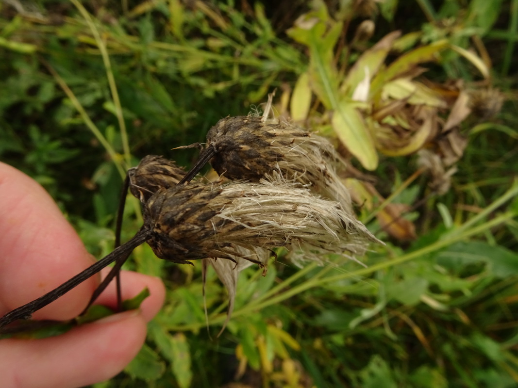 Изображение особи Cirsium setosum.