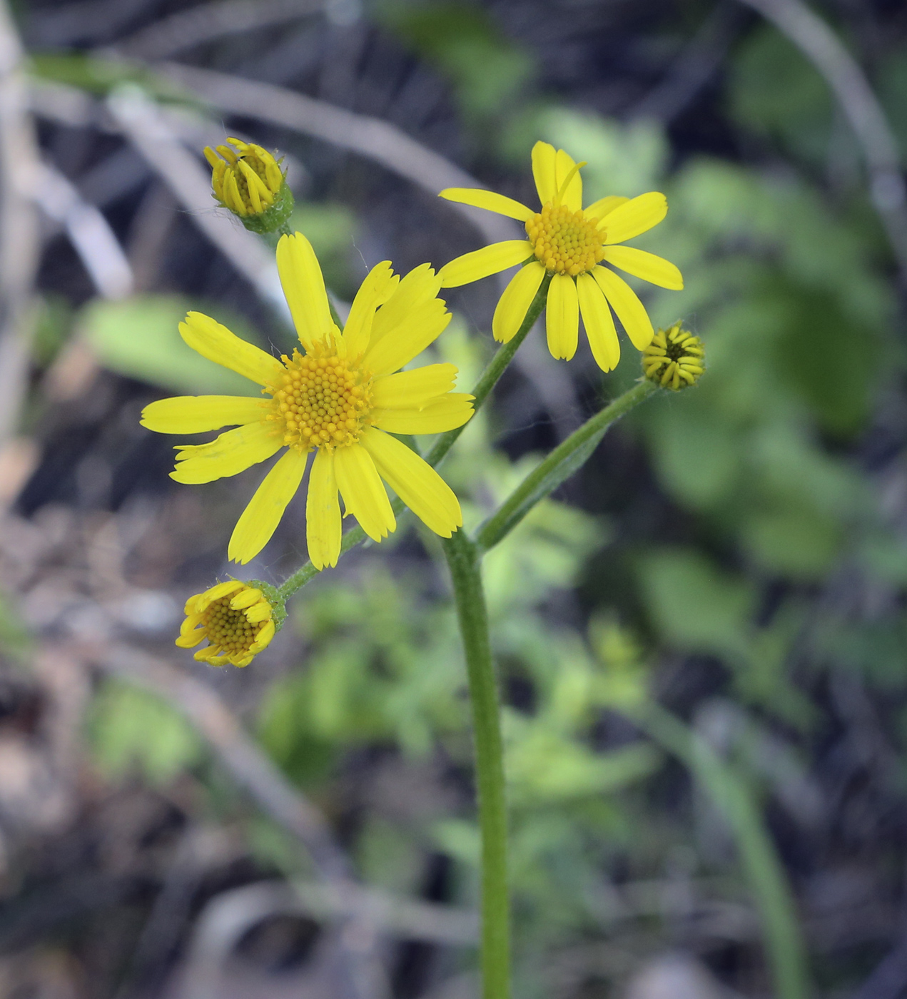 Image of Tephroseris integrifolia specimen.