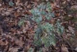 Artemisia absinthium